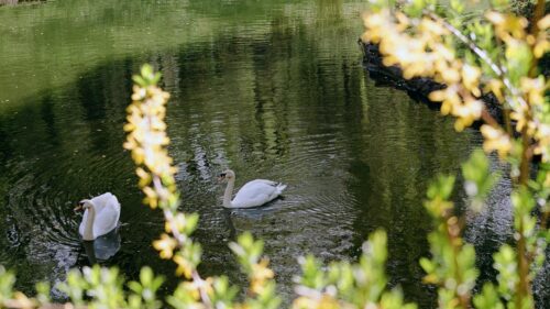 Graceful Mute Swans Swimming in a Serene Pond 4K Desktop Wallpaper