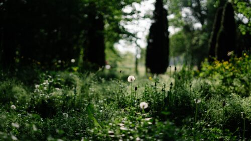 Sunlit Dandelion Meadow in Enchanted Forest Desktop Wallpaper