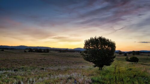 Stunning Golden Hour Meadow and Solitary Tree 4K Wallpaper