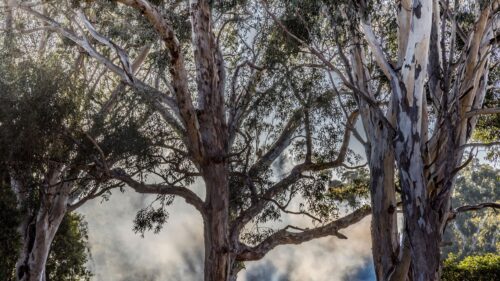 Ethereal Eucalyptus Trees in Morning Mist 4K Desktop Wallpaper