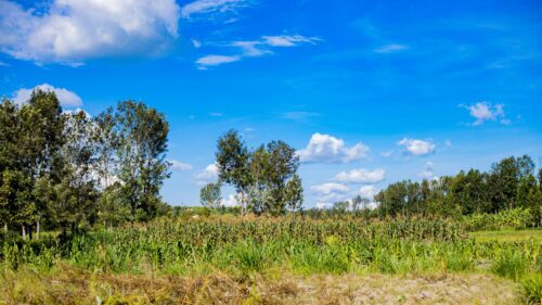 Sunlit Rural Cornfield and Lush Green Trees Under Vast Blue Sky 4K Wallpaper