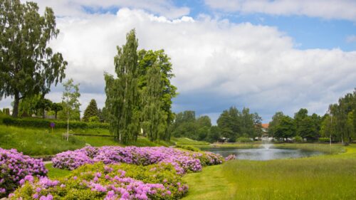Stunning Purple Rhododendron Flowers by a Serene Park Lake Desktop Wallpaper