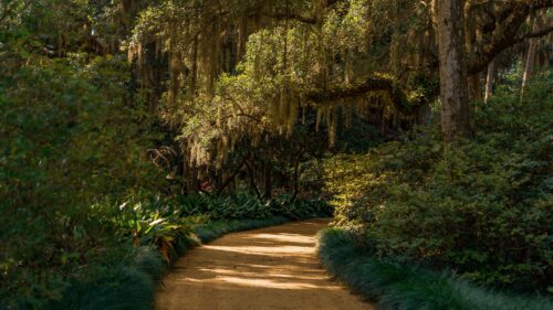 Enchanting Forest Path with Spanish Moss Sunlight 4K Wallpaper