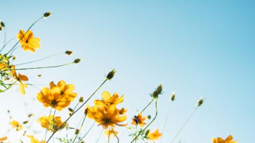 Vibrant Yellow Cosmos Flowers Under Bright Blue Sky 4K Wallpaper