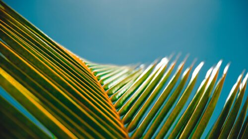 Sunlit Tropical Palm Frond Abstract Macro 4K Wallpaper