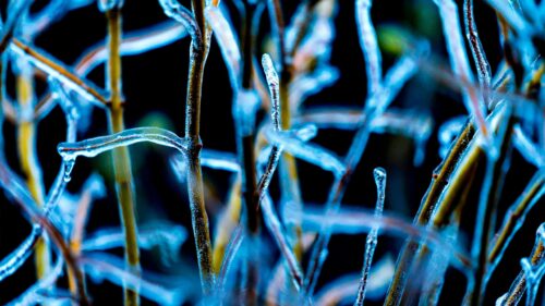Stunning Ice-Coated Winter Twigs Macro 4K Desktop Wallpaper