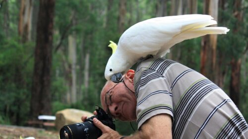 Man With Cockatoo on Shoulder Taking Photos Desktop Wallpaper