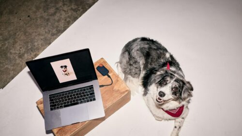 Cute Border Collie Dog Beside Laptop Computer 4K Wallpaper