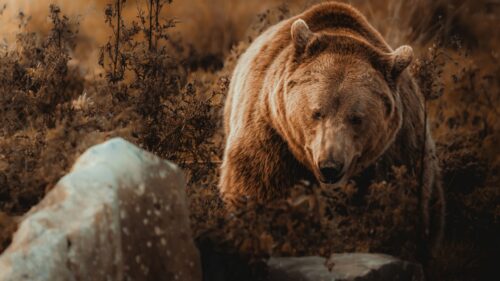 Majestic Grizzly Bear in Wild Forest Landscape 4K Desktop Wallpaper