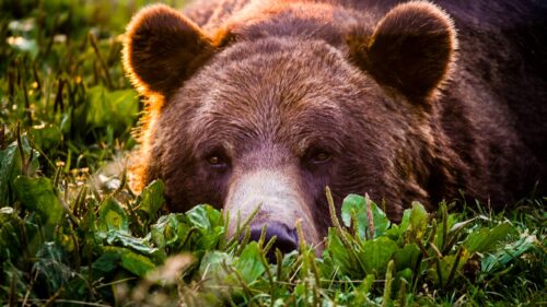 Majestic Grizzly Bear in Wild Forest Landscape 4K Desktop Wallpaper