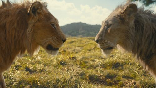 Majestic Lion King Silhouette Over Savanna Sunset 4K Desktop Wallpaper