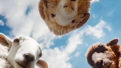 Funny Sheep Detectives Investigating a Mystery in High Definition Desktop Wallpaper