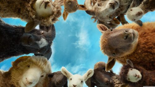 Mysterious Sheep Detectives in Trench Coats Searching for Clues 4K Desktop Wallpaper