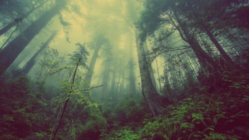Mystical Foggy Redwood Forest Sunlight Rays Desktop Wallpaper