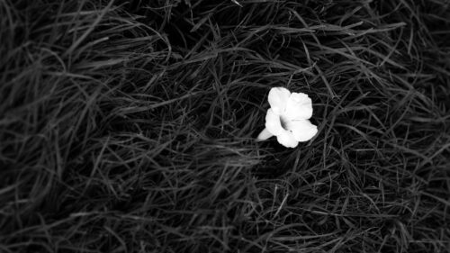 Minimalist Black and White Flower in Grass Desktop Wallpaper
