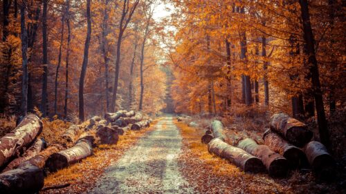 Stunning Autumn Forest Path with Wooden Logs Desktop Wallpaper