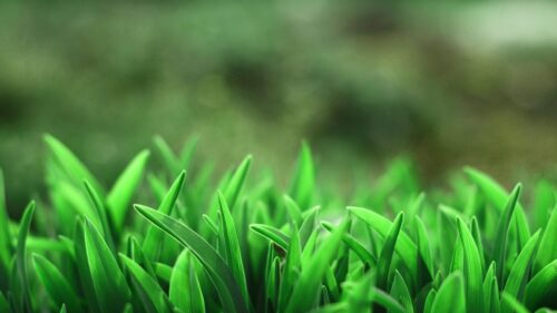 Vibrant Green Grass Blades Close Up Nature Desktop Wallpaper