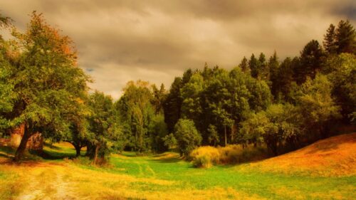 Stunning Autumn Forest Landscape with Golden Sunlight PC Wallpaper