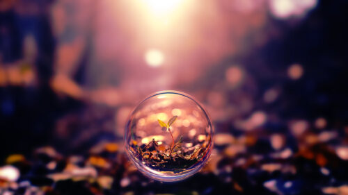 Macro Crystal Sphere with Tiny Sprout in Sunlit Forest PC Wallpaper