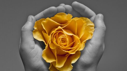 Stunning Yellow Rose Held in Hands High Definition PC Wallpaper