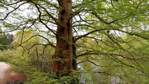 Stunning Ancient Tree Beside a Peaceful Forest River PC Wallpaper