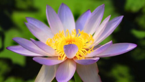 Beautiful Purple Lotus Flower with Vibrant Yellow Stamen Desktop Wallpaper