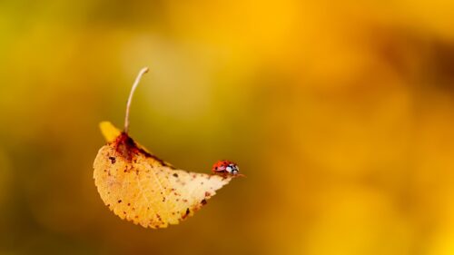 Macro Photography of a Ladybug on an Autumn Leaf PC Wallpaper