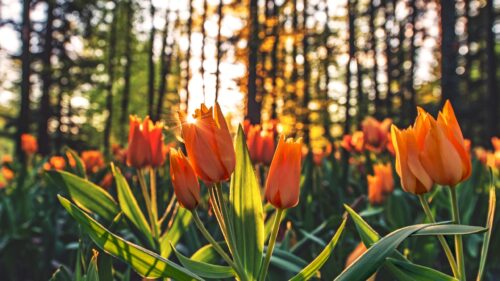 Stunning Orange Tulips Field at Sunset Desktop Wallpaper