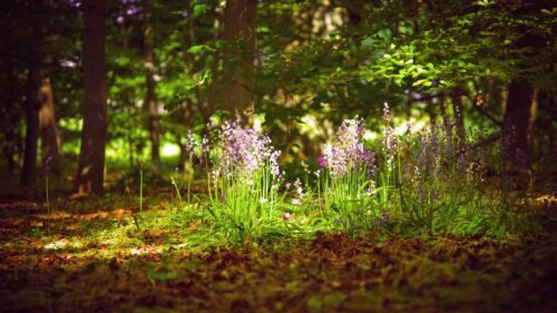 Sunlit Wildflowers in Enchanting Green Forest Desktop Wallpaper