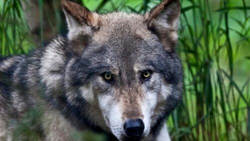 Majestic Grey Wolf Staring Into the Wild Forest 4K Desktop Wallpaper