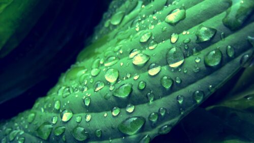 Macro Green Leaf with Dew Drops High Definition PC Wallpaper