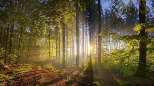 Sunlight Streaming Through Misty Autumn Forest PC Wallpaper
