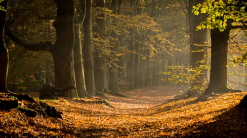 Golden Autumn Forest Path Sunlight Filtering Through Trees PC Wallpaper