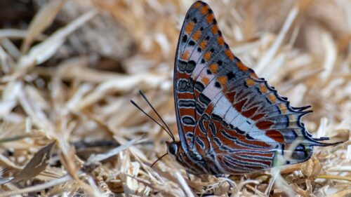 Stunning Macro Butterfly Resting on Dry Grass Desktop Wallpaper