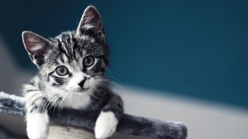 Adorable Grey Tabby Kitten Looking at Camera Desktop Wallpaper