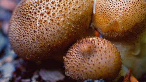 Macro Photography of Wild Forest Mushrooms Nature PC Wallpaper