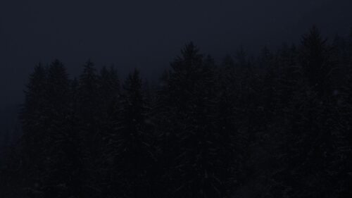 Minimalist Dark Snowy Pine Forest at Night 4K Wallpaper