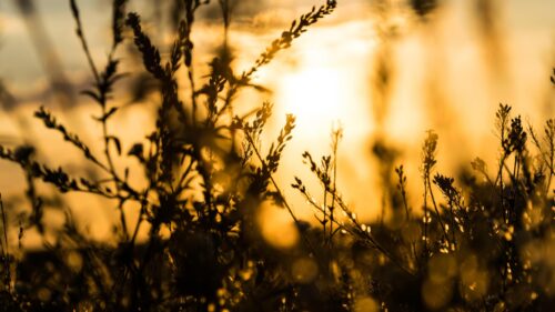 Golden Sunset Wildflowers Silhouette Abstract 4K Wallpaper