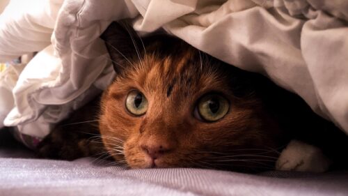 Cute Ginger Cat Peeking Out From Under The Bed Sheets 4K Wallpaper