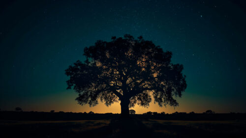 Stunning Silhouette Tree Under Glowing Moonlit Night Sky 4K Wallpaper