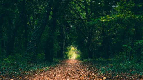 Enchanted Autumn Forest Path Leading Into Light Desktop Wallpaper