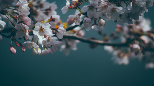 Elegant Cherry Blossom Sakura Flowers Branch Desktop Wallpaper