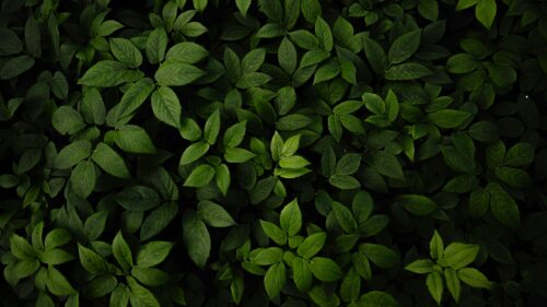 Lush Dark Green Forest Foliage Nature Desktop Wallpaper