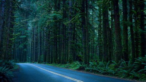 Enchanting Deep Green Forest Road Through Mossy Trees 4K Wallpaper