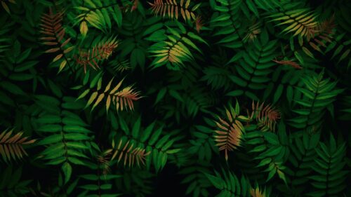 Moody Dark Green Fern Leaves Nature Botanical PC Wallpaper