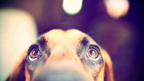 Cute Dog Eyes Close Up Macro Shot PC Wallpaper