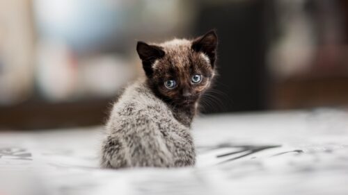 Adorable Dark Grey Kitten with Stunning Blue Eyes Desktop Wallpaper