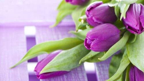 Stunning Purple Tulips on Pastel Wooden Surface PC Wallpaper
