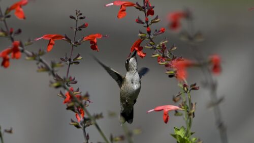 Hummingbird Feeding on Red Salvia Flowers 4K Wallpaper