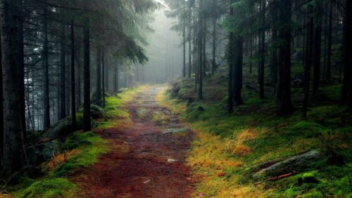 Mystical Foggy Forest Path Amidst Deep Green Pine Trees Desktop Wallpaper